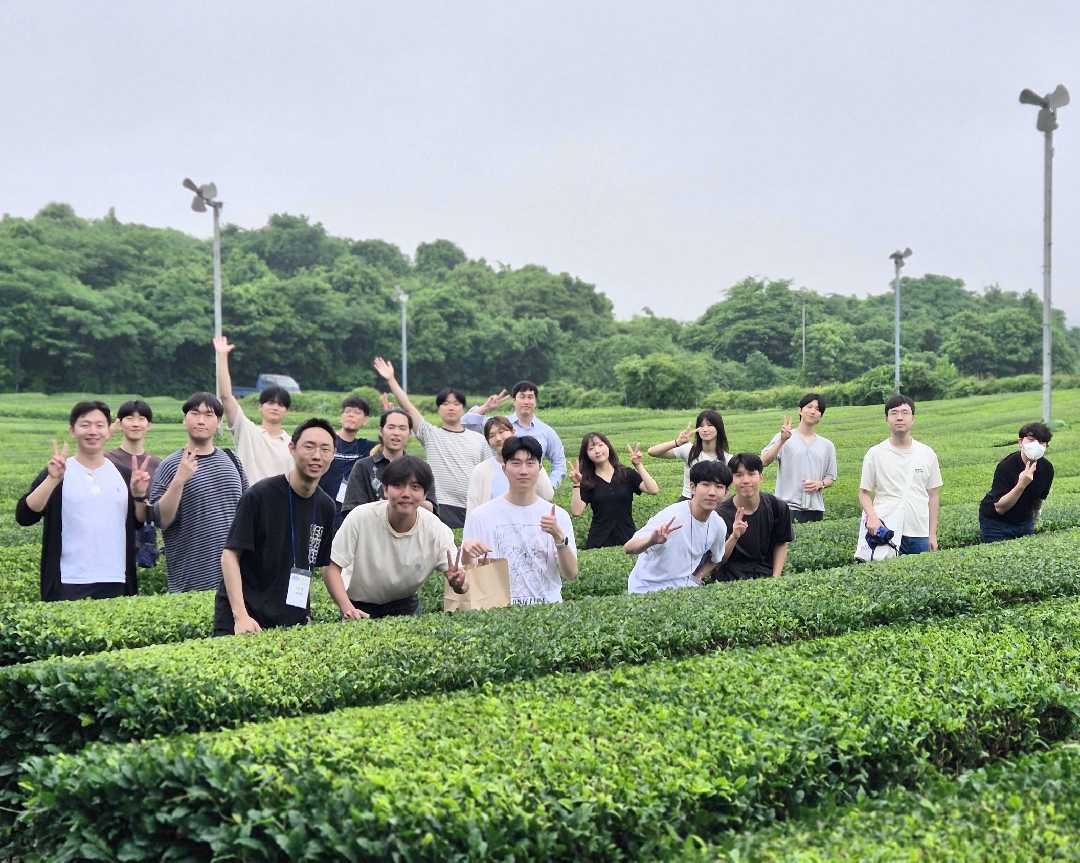 Jeju green tea farm